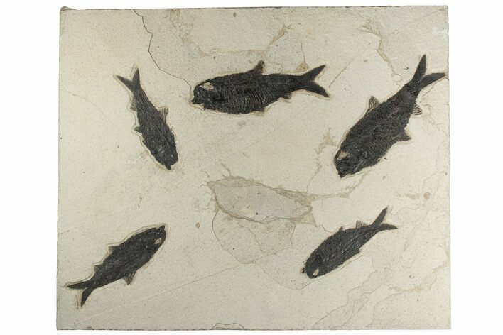 Multiple Fossil Fish (Knightia) Plate - Wyoming #203219